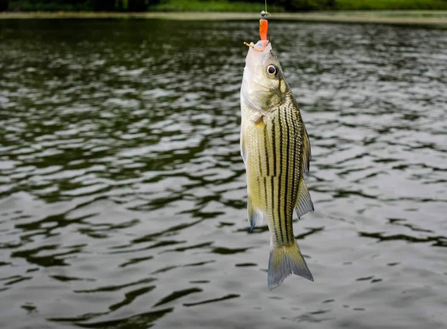 4 Remote Lakes in Texas to Fish and Swim