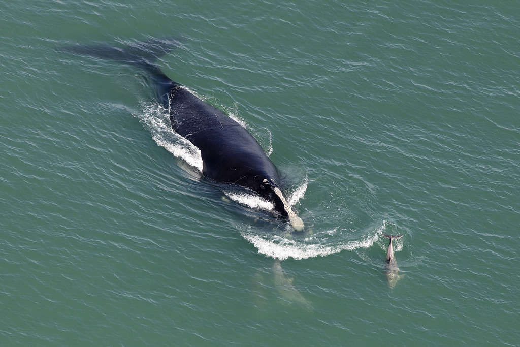 9 Amazing Whales You Might Spot in the Long Island Sound