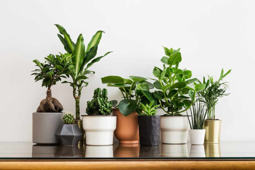 The 10 Best Potting Soil Options for Indoor Plants