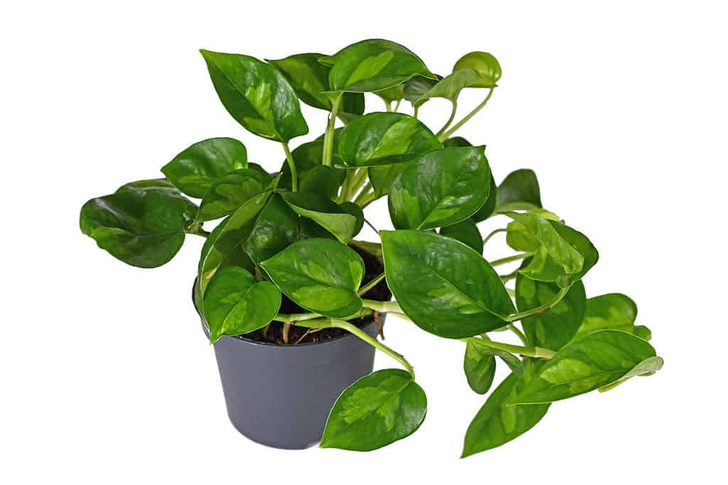 6 Trendy Houseplants to Add to Your Collection