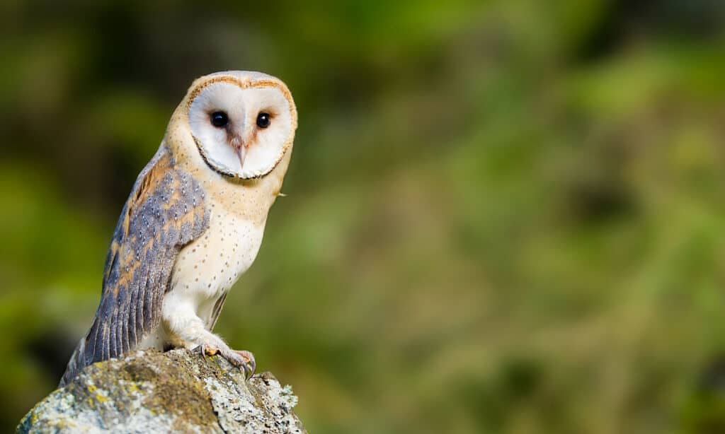 7 Owls that Live in Georgia (and Where You're Likely to See Them)