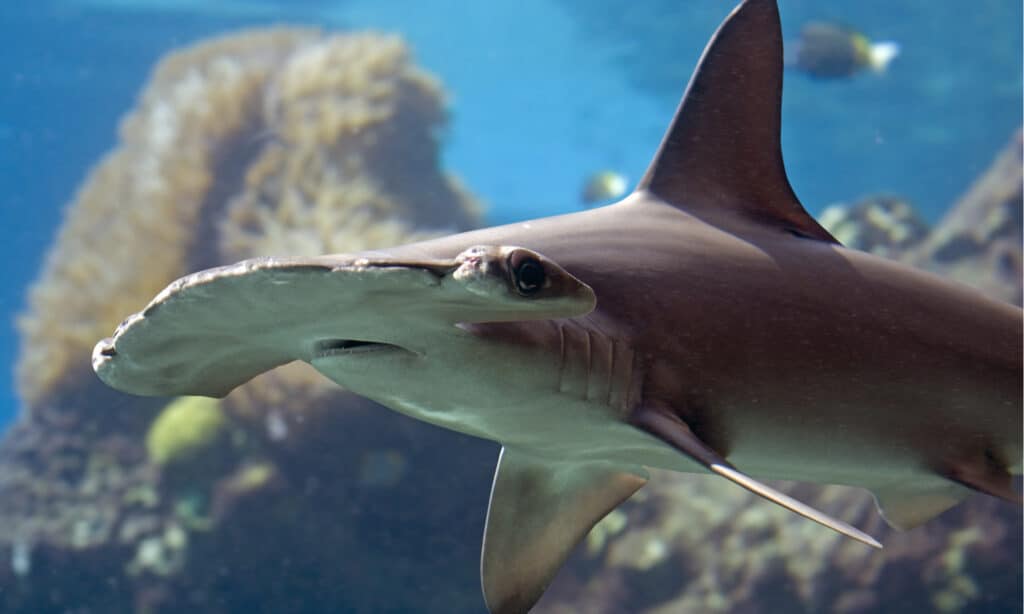 Sharks in Hilton Head: Types, Past Attacks, and More