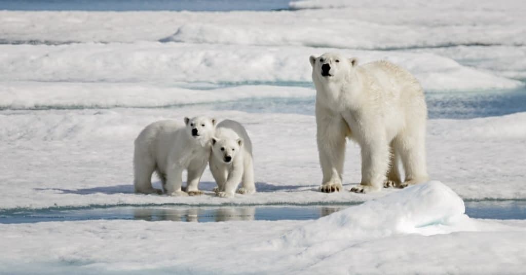 Why Do Polar Bears Need Ice to Survive?