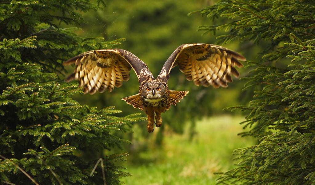 Owl vs Bat: Which Flying Creature Would Win a Fight?