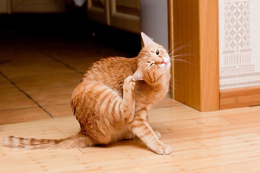 Can Your Cat Get Allergies? 9 Signs and Treatments