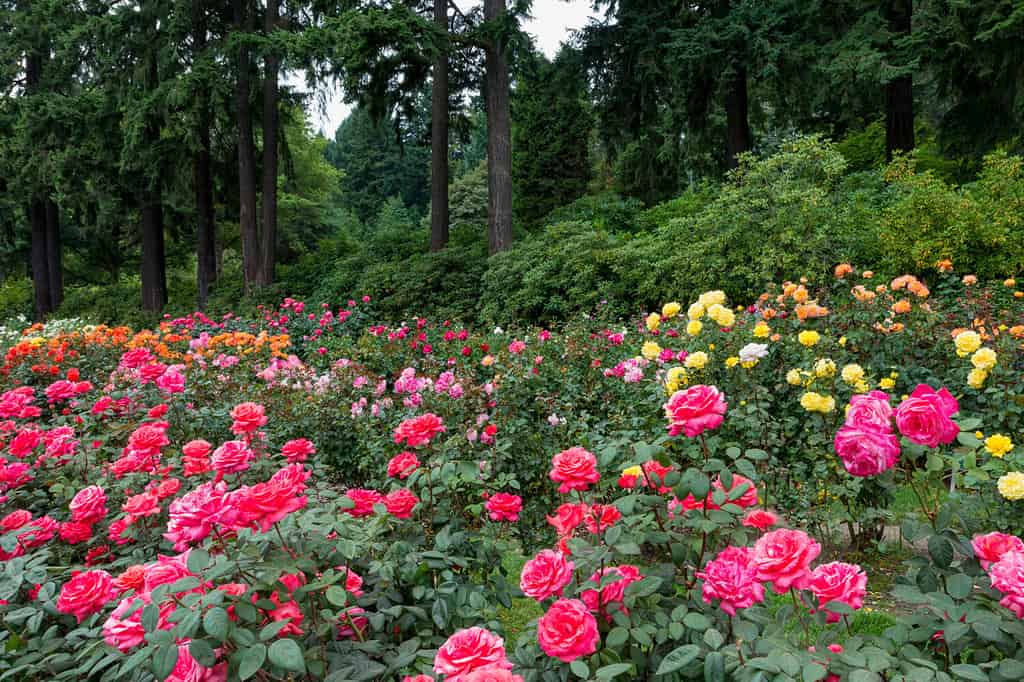 When Do Roses Bloom? Discover Peak Season by Zone