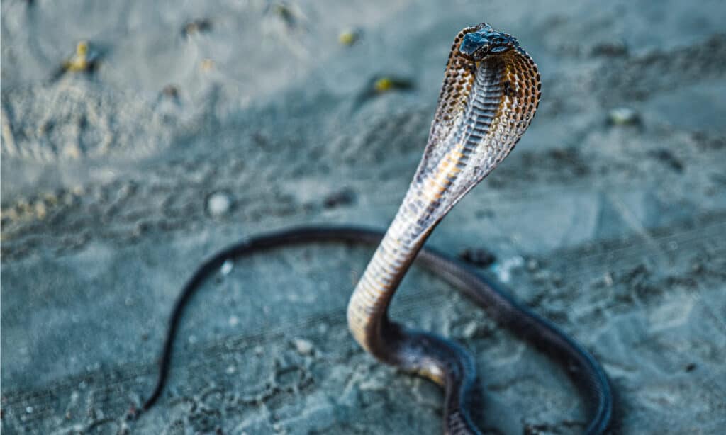 The 11 Most Dangerous Animals Lurking in the Sahara Desert