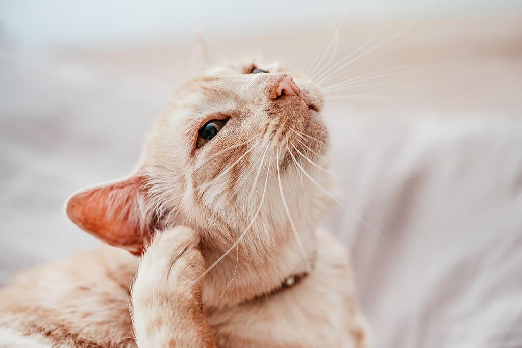 Can Your Cat Get Allergies? 9 Signs and Treatments