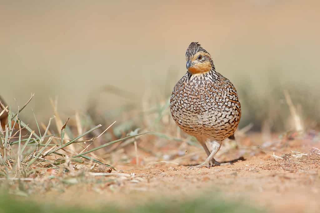 10 Birds That Spend Their Winters in Texas