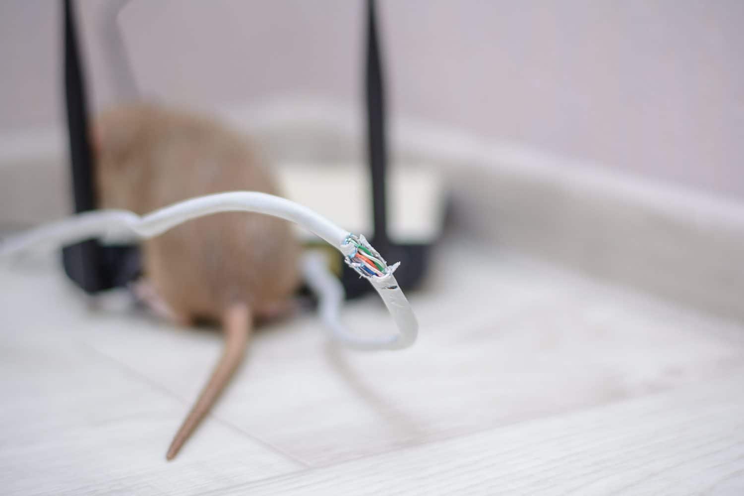 Why Do Mice Chew Wires?