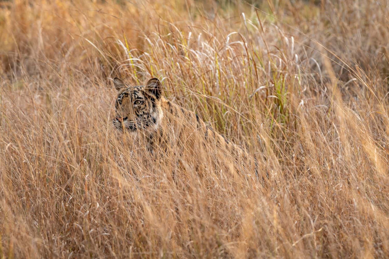 Outnumbered and Against All Odds, a Tiger Has to Hunt a Lone Baby Deer to Get a Chance