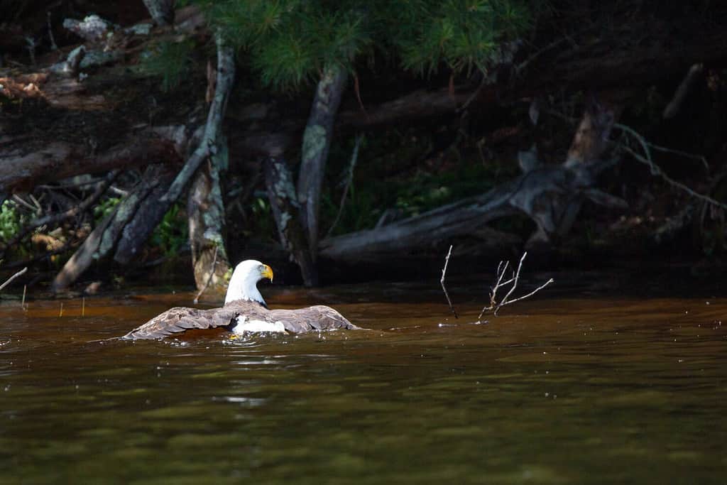 The 6 Best Places and Times to See Bald Eagles in Maryland