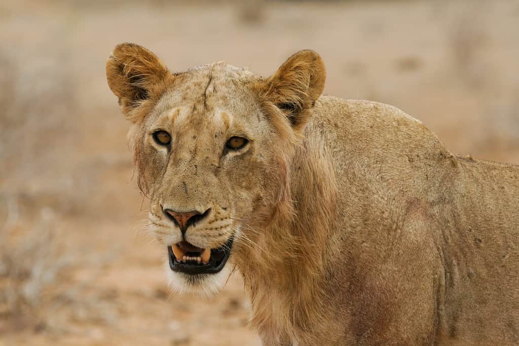 Lioness Shows Her Strength And Drags a 1000-LB Buffalo Out of Water