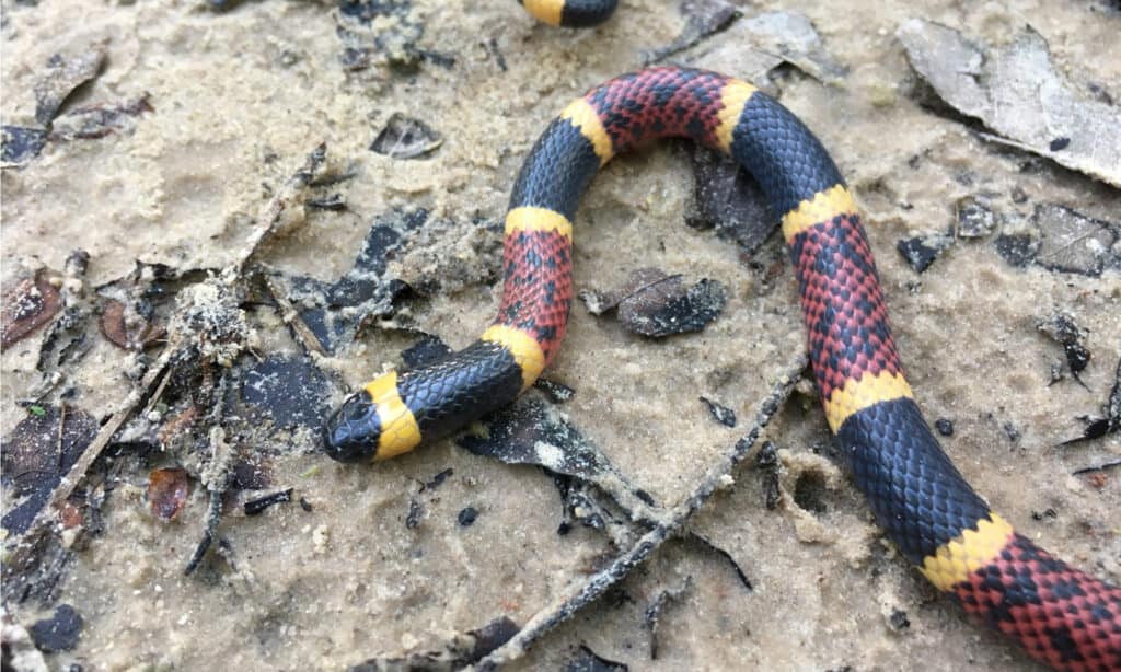 4 Scary Snake Bite Incidents That Happened in Texas This Year