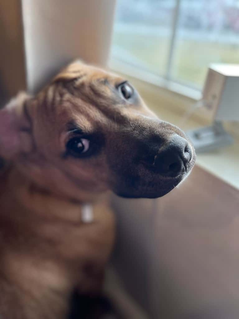 Dog Raised by Cats Can't Stop Jumping On Counters and Even the Fridge