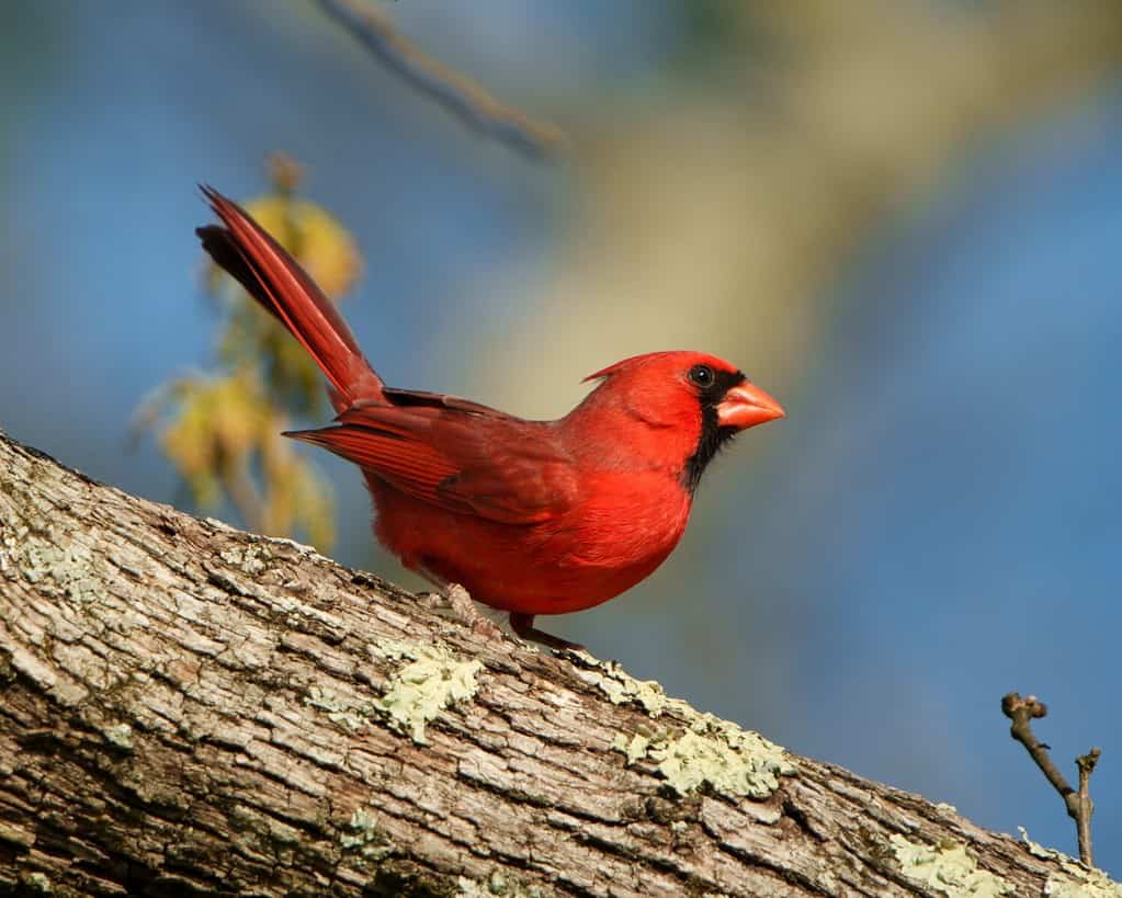 9 Things Scaring Cardinals Away From Your Yard