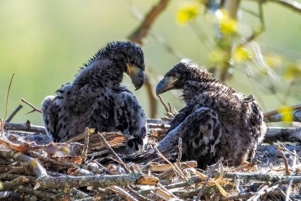 The 6 Best Places and Times to See Bald Eagles in Maryland