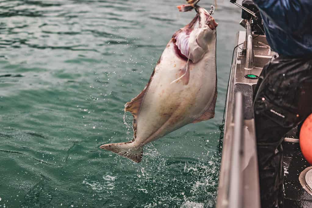 Discover the Largest Halibut Ever Caught in Canada