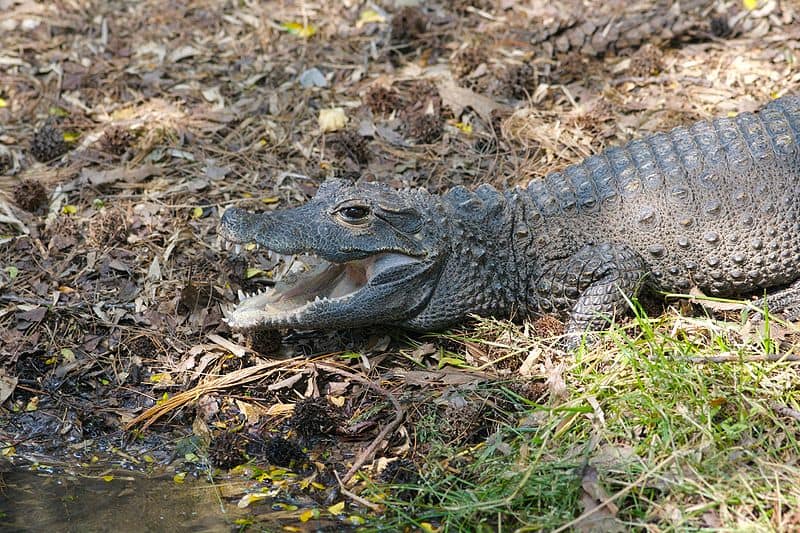 Pittsburgh Zoo & Aquarium: Ideal Time to Go   50  Amazing Animals to See