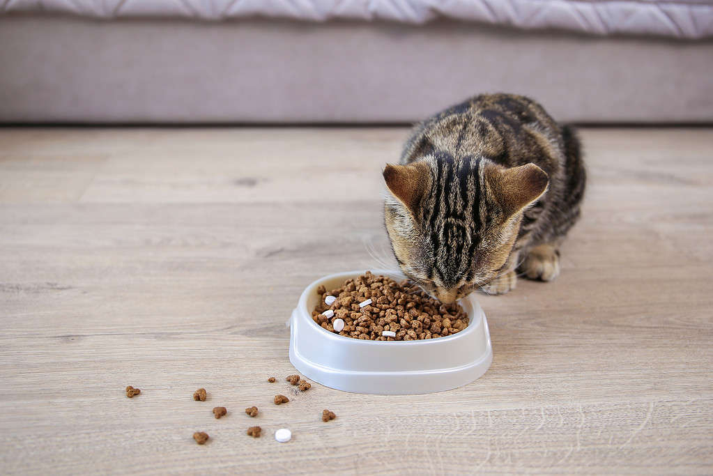 Can Your Cat Get Allergies? 9 Signs and Treatments