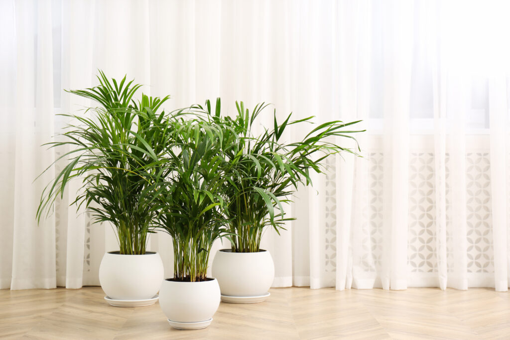 6 Trendy Houseplants to Add to Your Collection