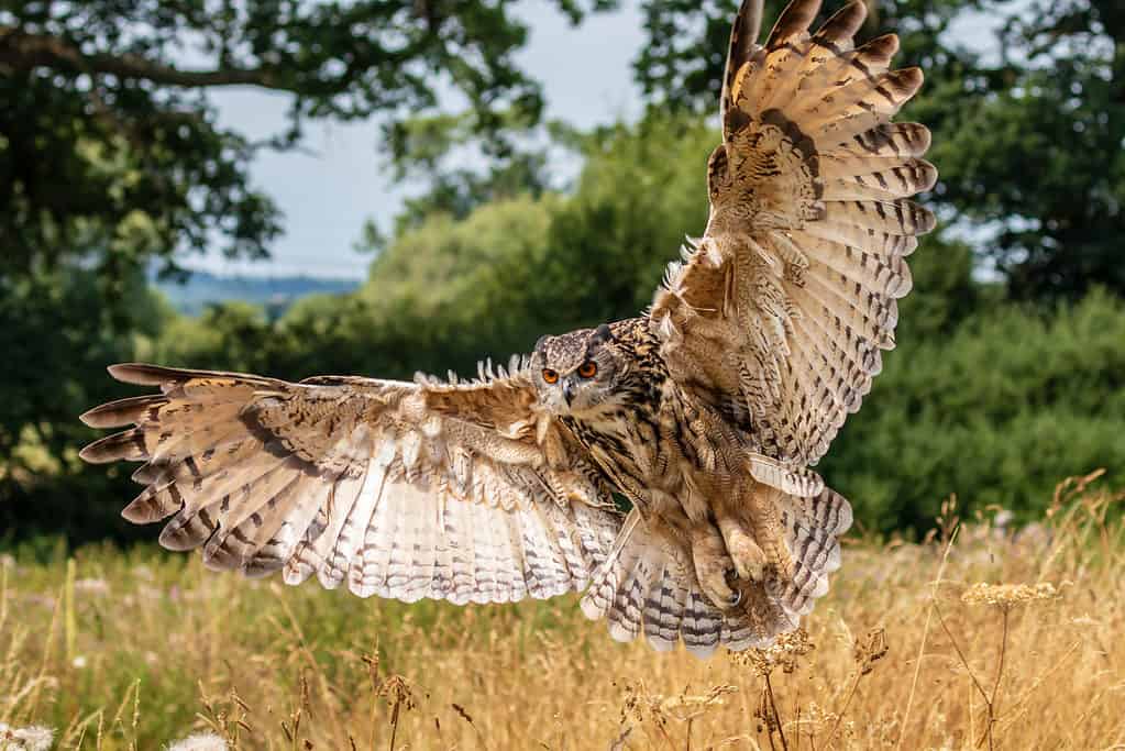 Owl vs Bat: Which Flying Creature Would Win a Fight?