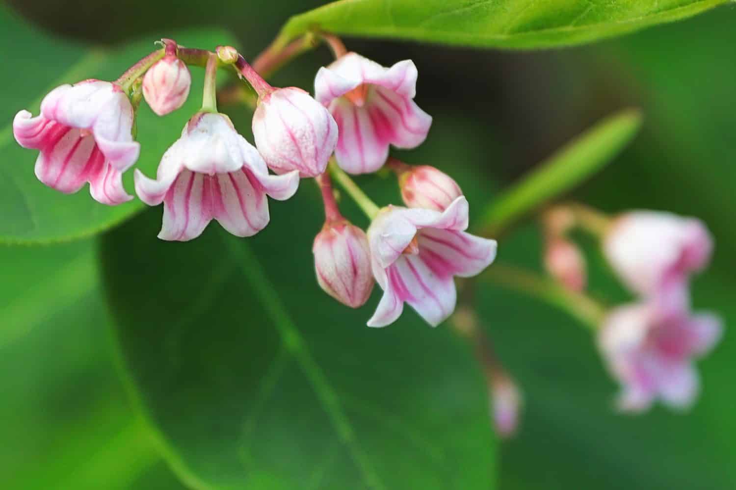 Discover 10 Amazing Types of Pink Wildflowers