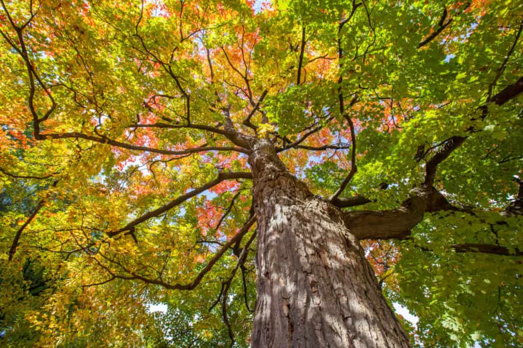 Discover Which Tree Makes The Absolute Best Maple Syrup