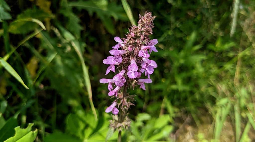 Discover 10 Amazing Types of Pink Wildflowers