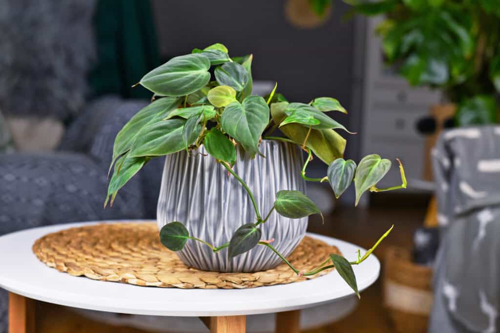 Philodendron White Knight Care Guide: # Tips for a Healthy Plant