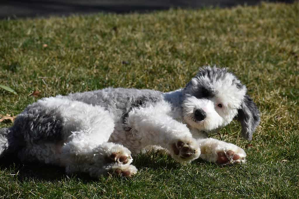 Sheepadoodle Size: Growth Chart from Puppy to Full Grown