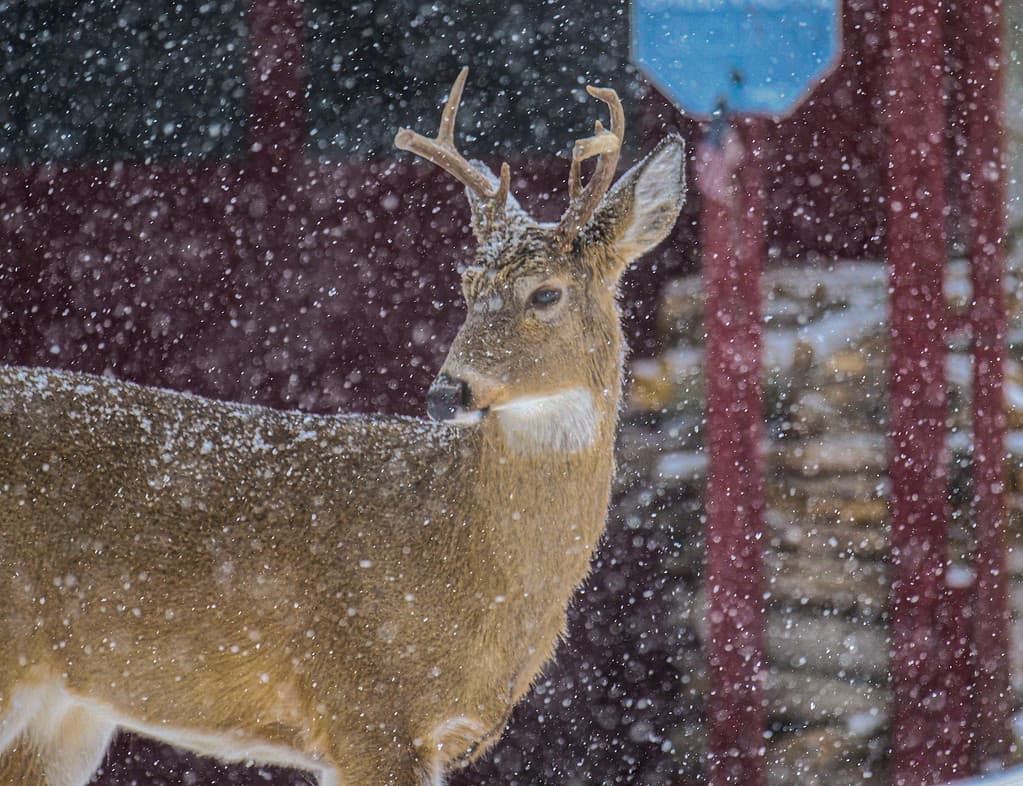 8 Reasons Ohio Has the Best Deer Hunting in the U.S.