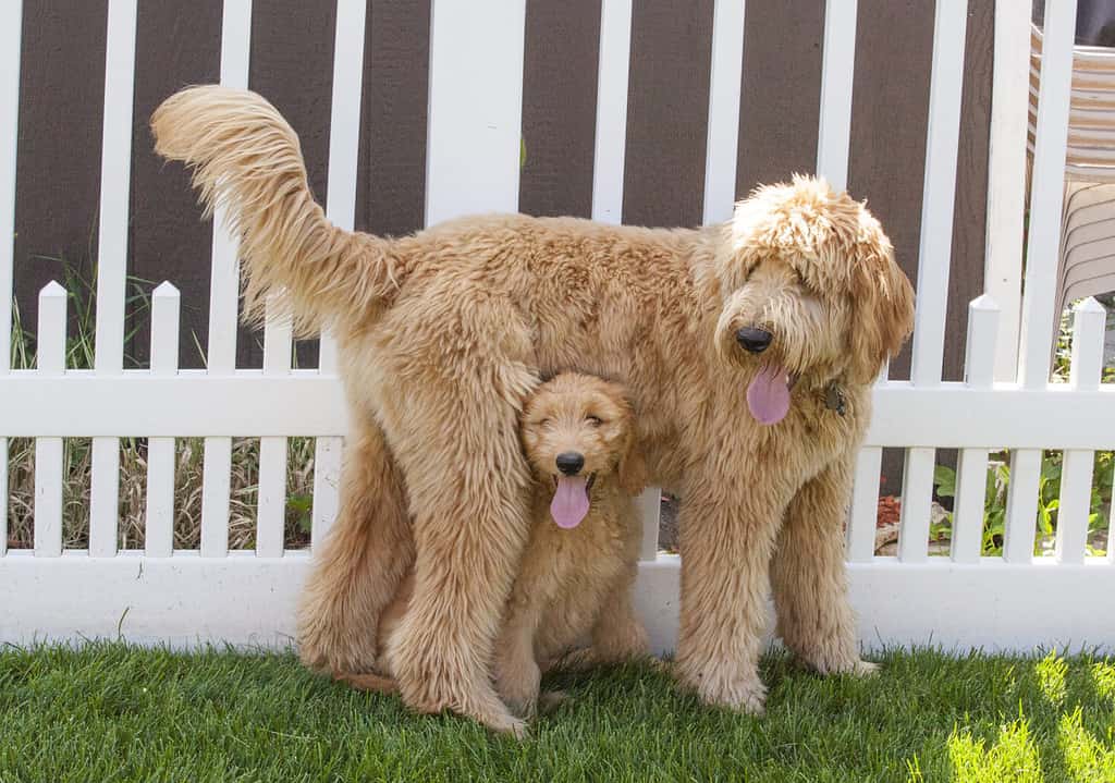 Goldendoodle Grooming Guide: How to Properly Groom a Goldendoodle