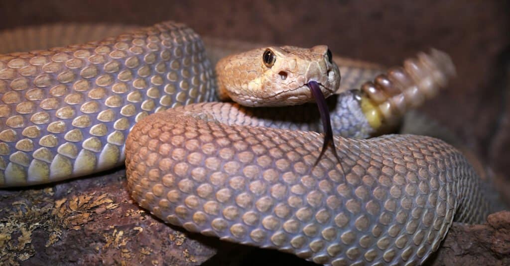 4 Scary Snake Bite Incidents That Happened in Arizona This Year