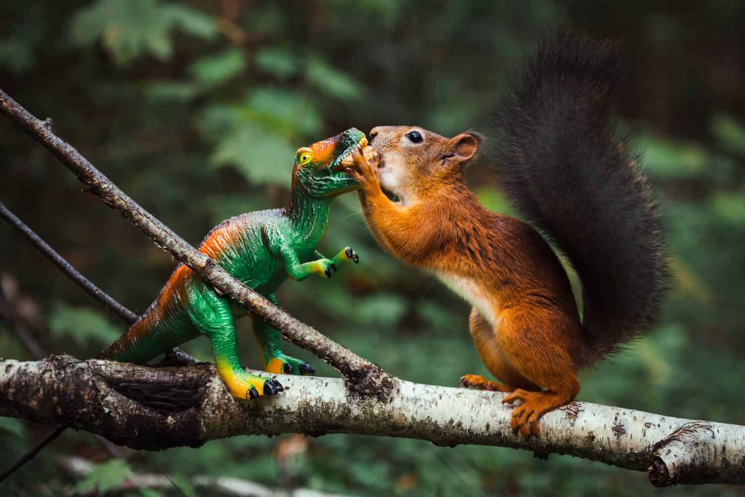 3 Reasons Squirrels Lose The Fluff in Their Tails