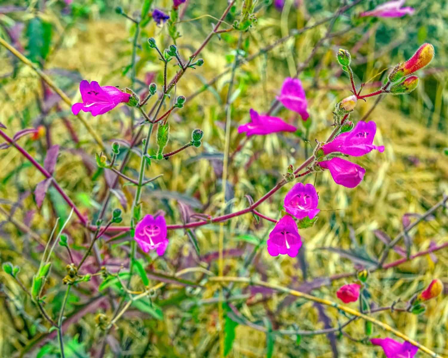 Discover 10 Amazing Types of Pink Wildflowers