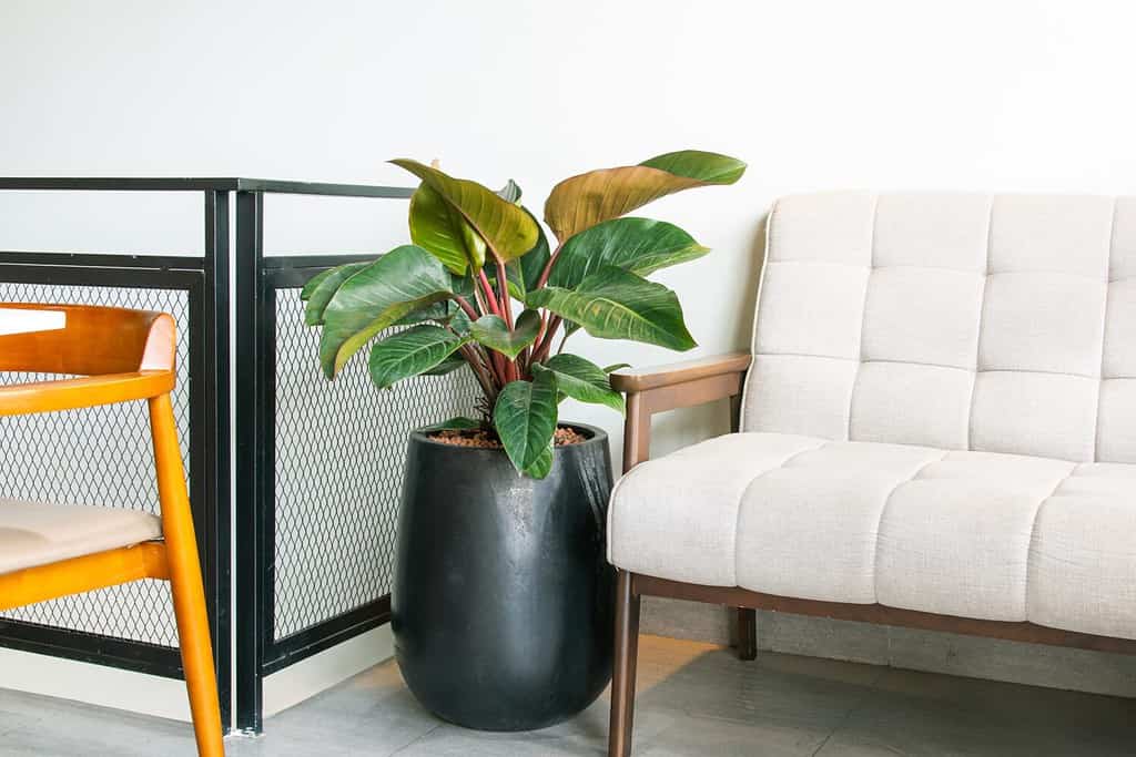 Philodendron White Knight Care Guide: # Tips for a Healthy Plant