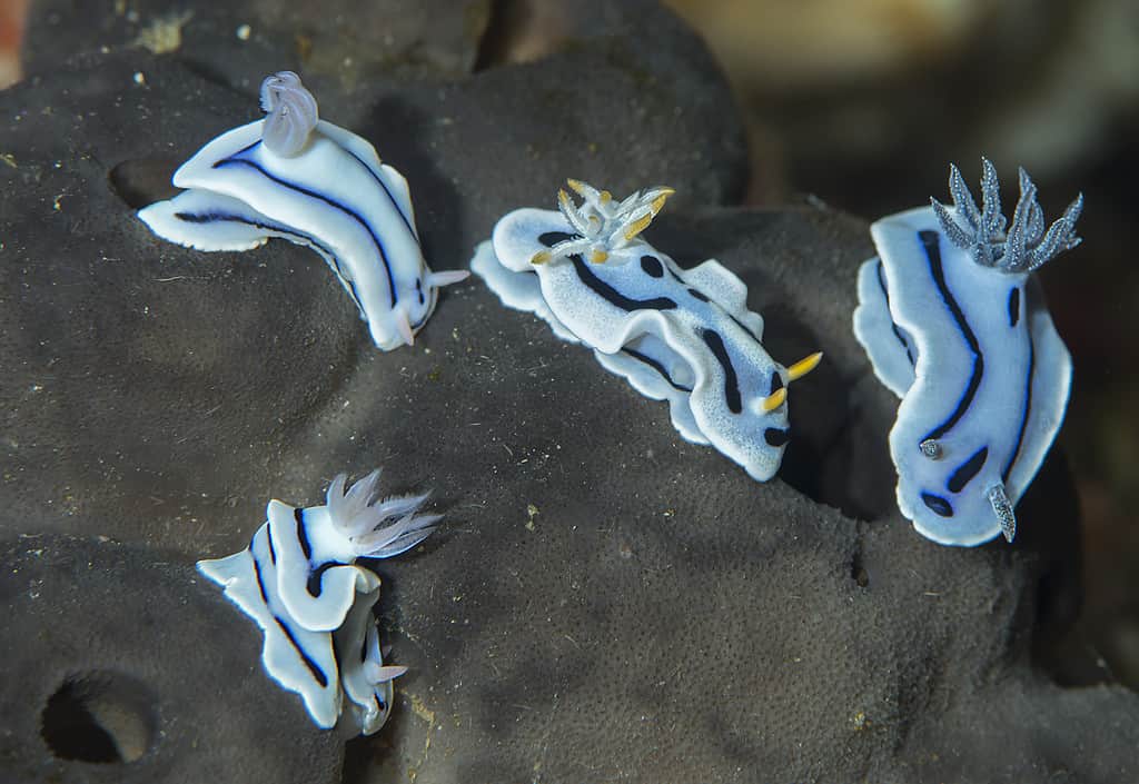 Discover the 7 Best Beaches in the United States For Winter Snorkeling