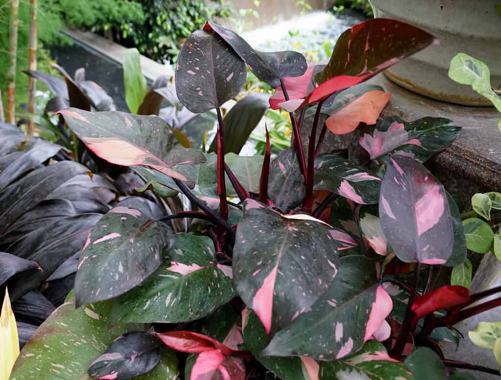 Philodendron White Knight Care Guide: # Tips for a Healthy Plant