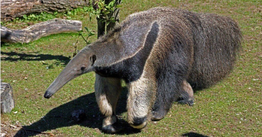 Discover 10 Types of Anteaters and How They Are Not All Alike