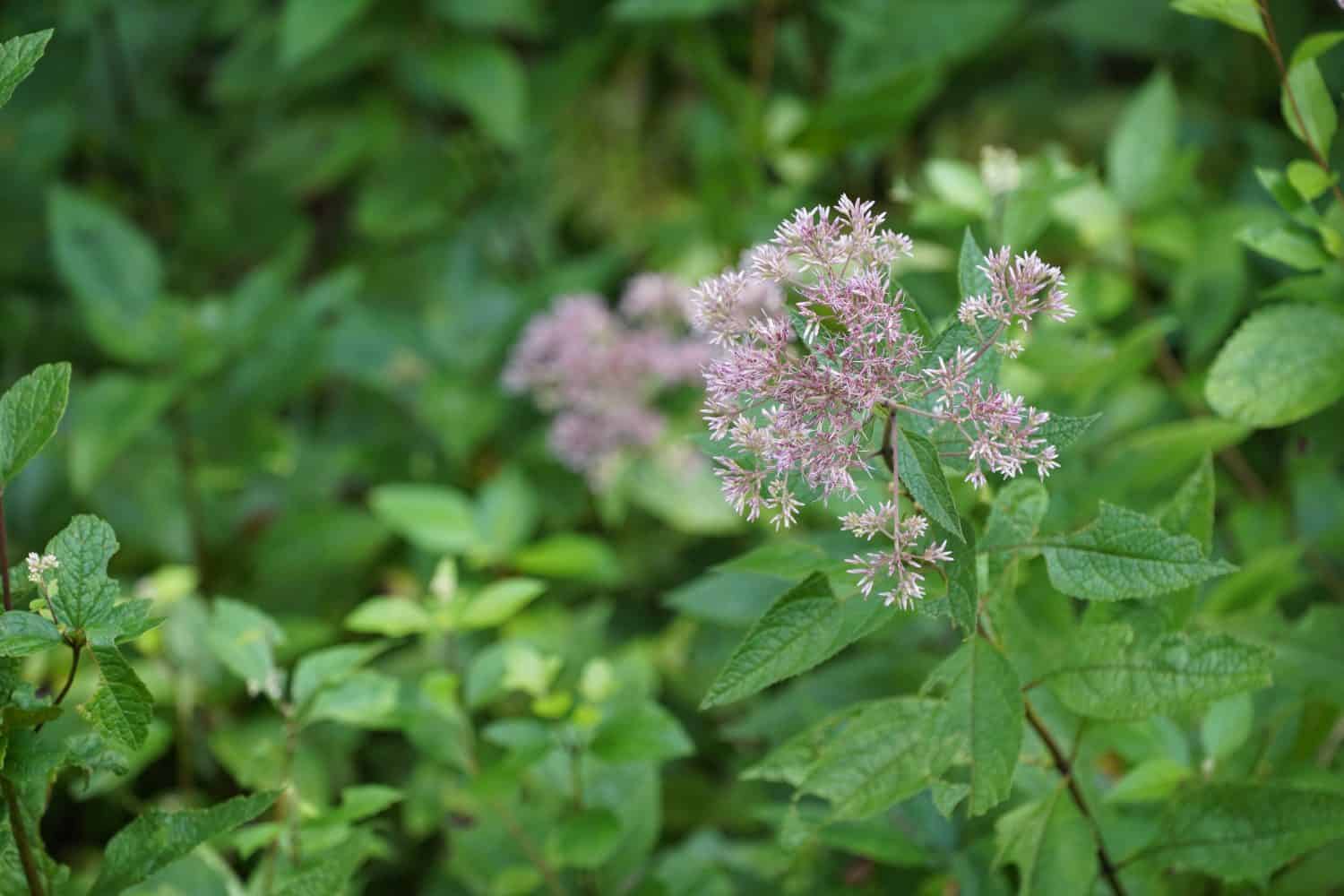 Discover 10 Amazing Types of Pink Wildflowers