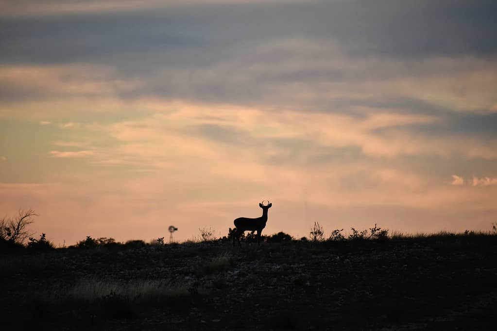 8 Reasons Ohio Has the Best Deer Hunting in the U.S.