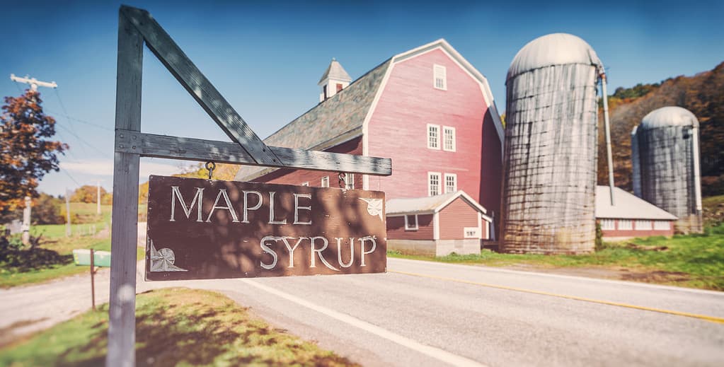 Discover Which Tree Makes The Absolute Best Maple Syrup