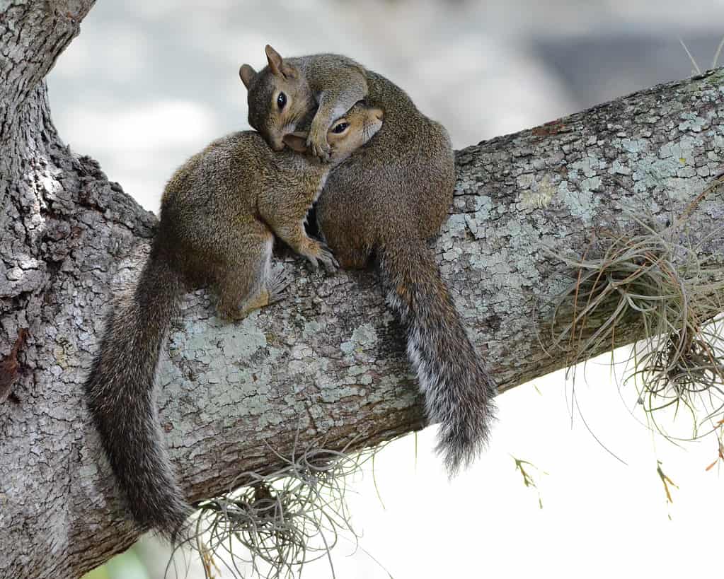 3 Reasons Squirrels Lose The Fluff in Their Tails