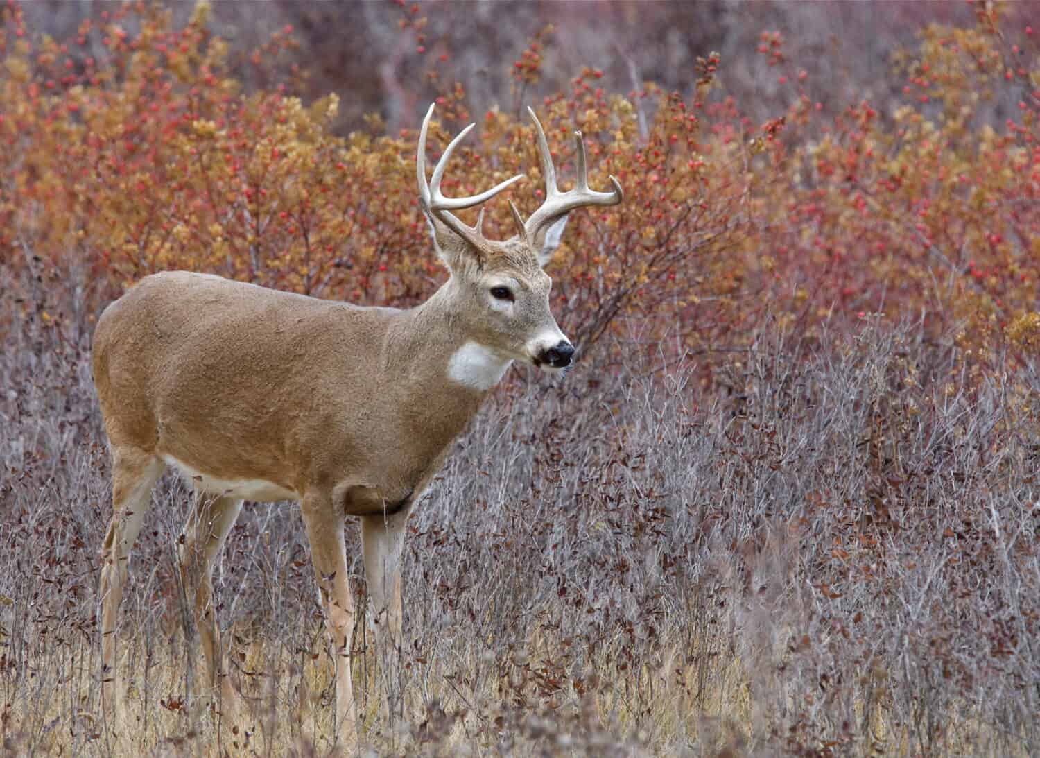 8 Reasons Ohio Has the Best Deer Hunting in the U.S.