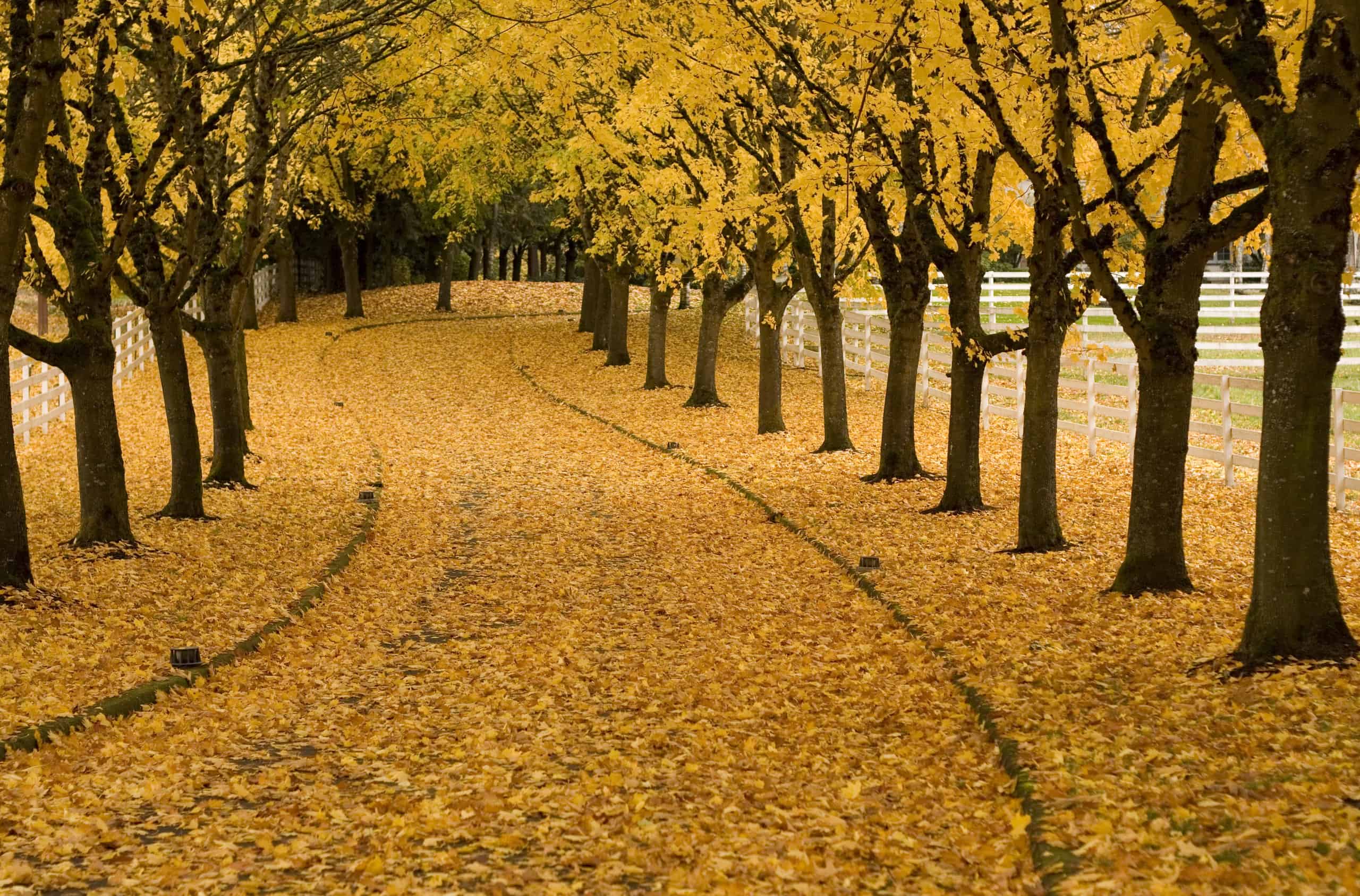 8 Reasons You Should Actually Leave Your Leaves on the Ground