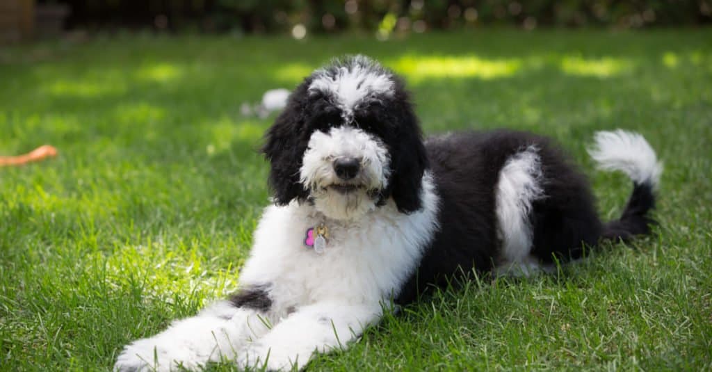 Sheepadoodle Size: Growth Chart from Puppy to Full Grown