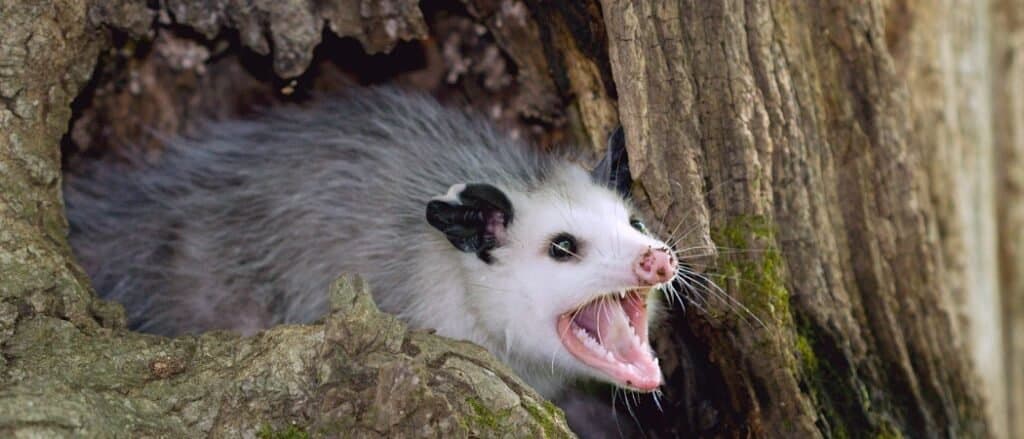 How Big Do Opossums Get? See Their Size Versus Other Critters