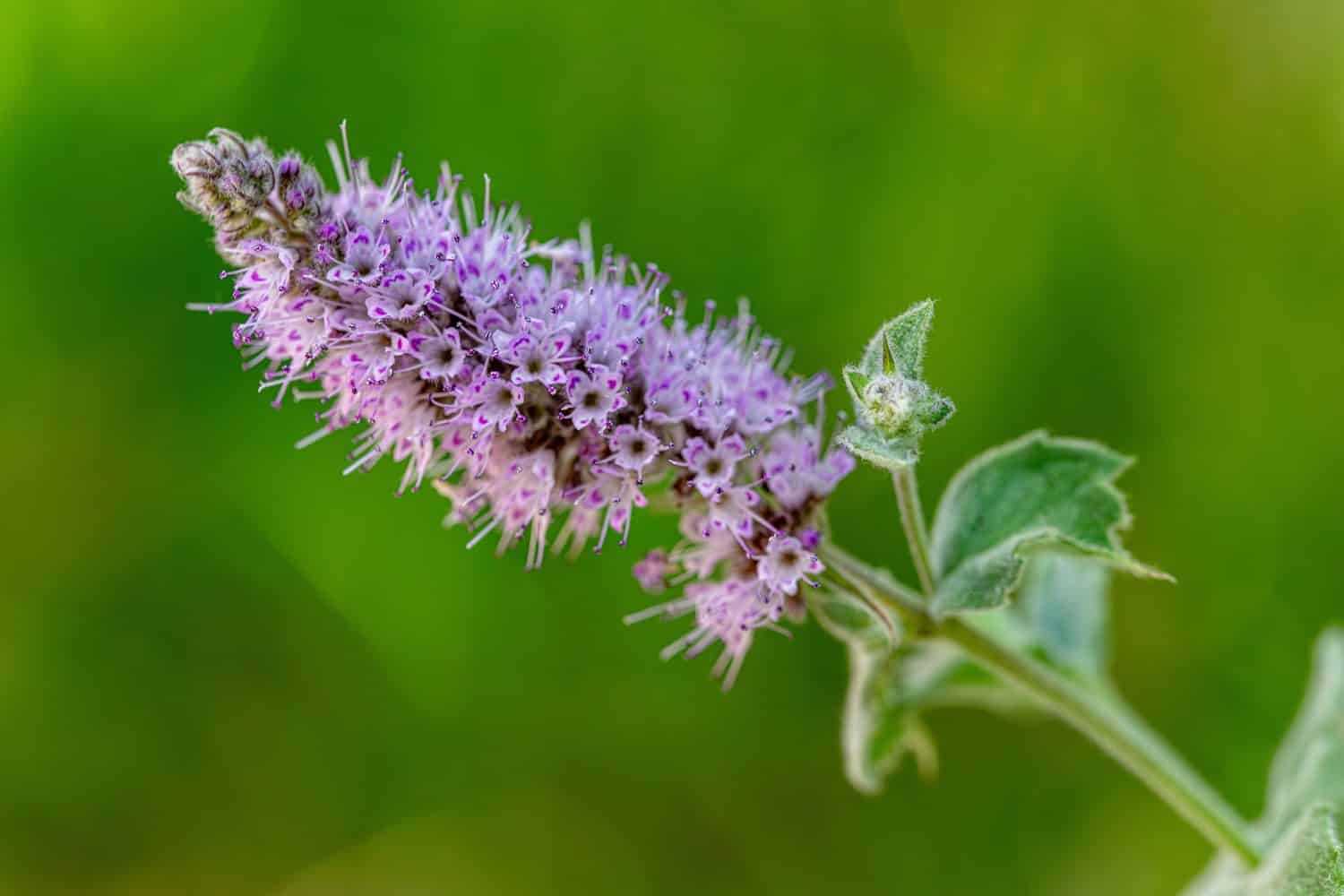 Discover 10 Amazing Types of Pink Wildflowers