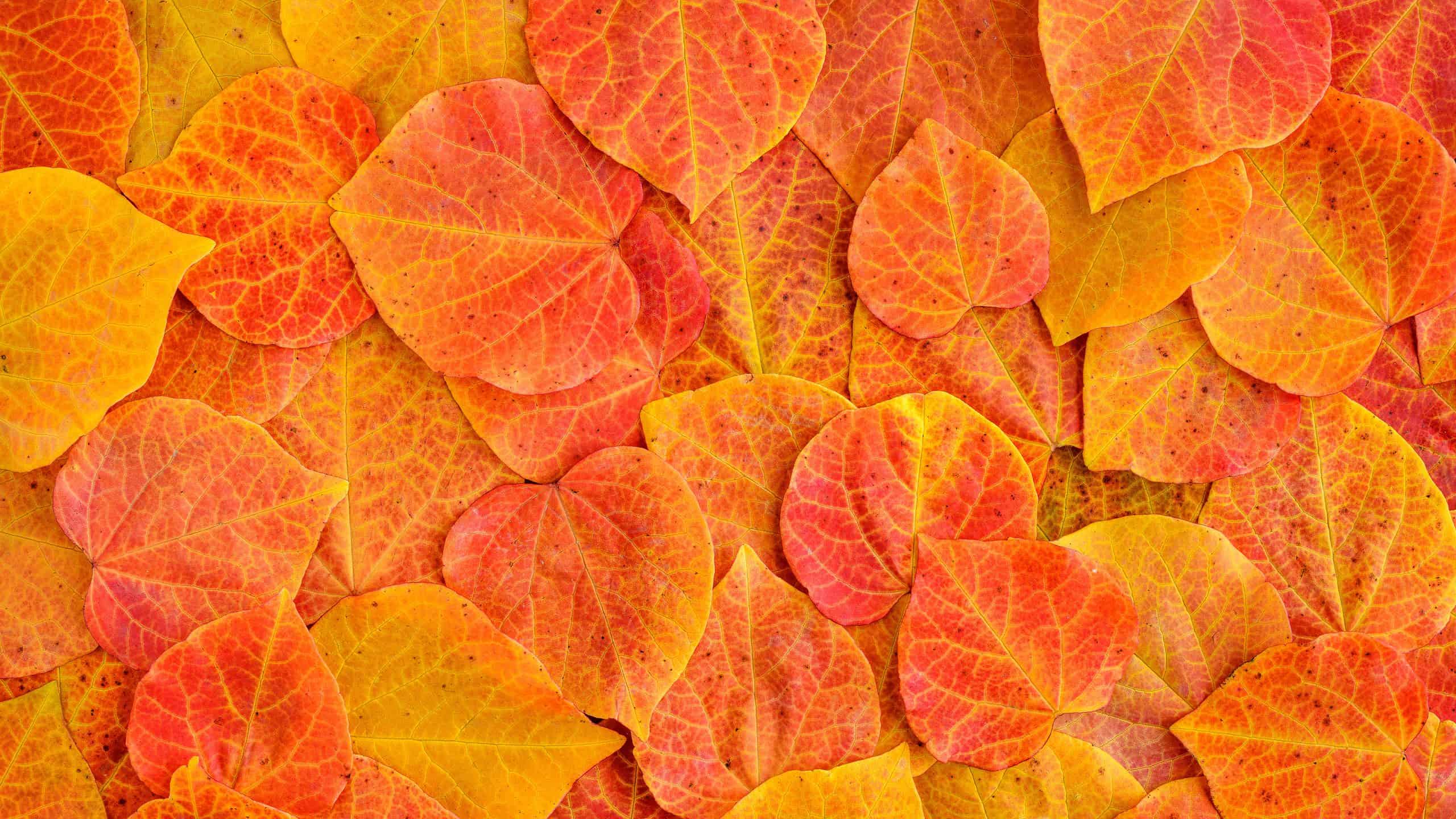 8 Reasons You Should Actually Leave Your Leaves on the Ground